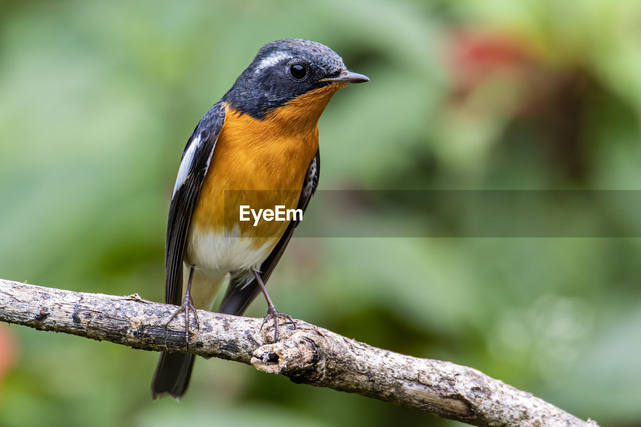 CLOSE-UP OF BIRD PERCHING ON TREE