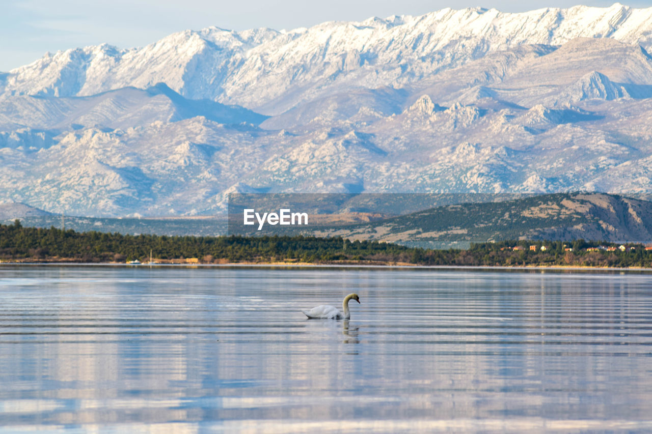 Swan swimming on lake against mountains during winter