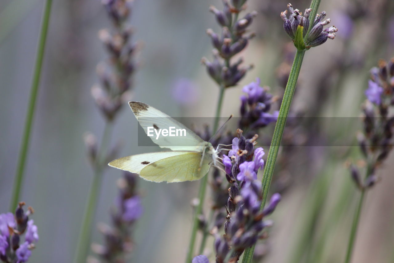 Close-up of insect on flower