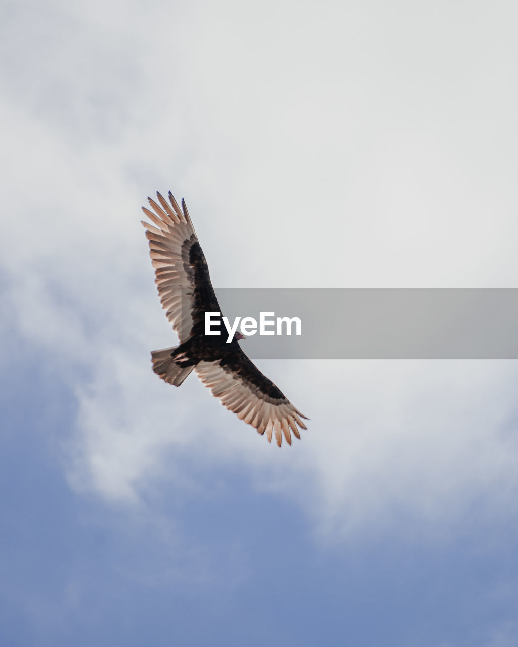 Low angle view of bird with spread wings flying in sky