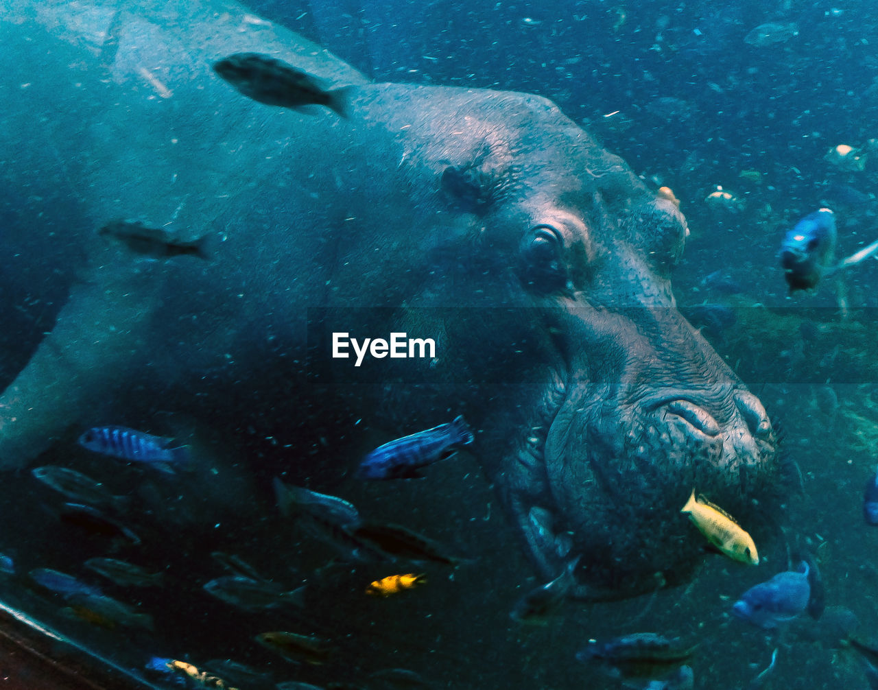 Close-up of hippo in water