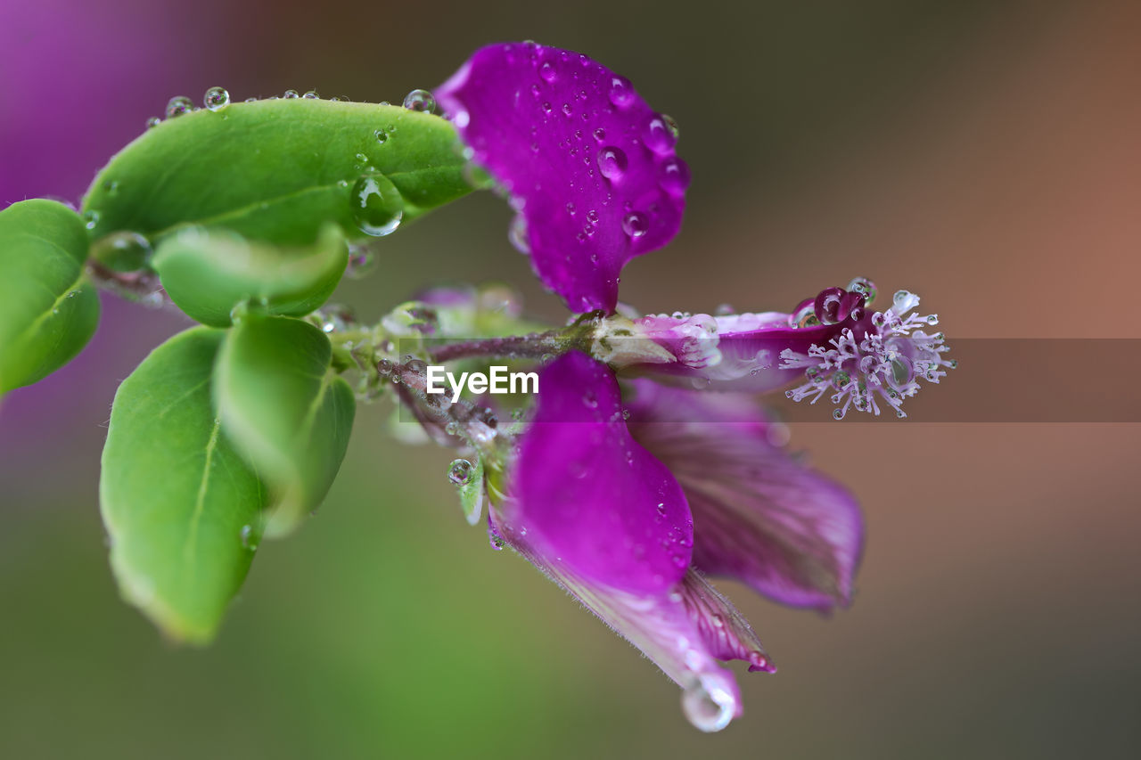 Close-up of wet purple flowering plant