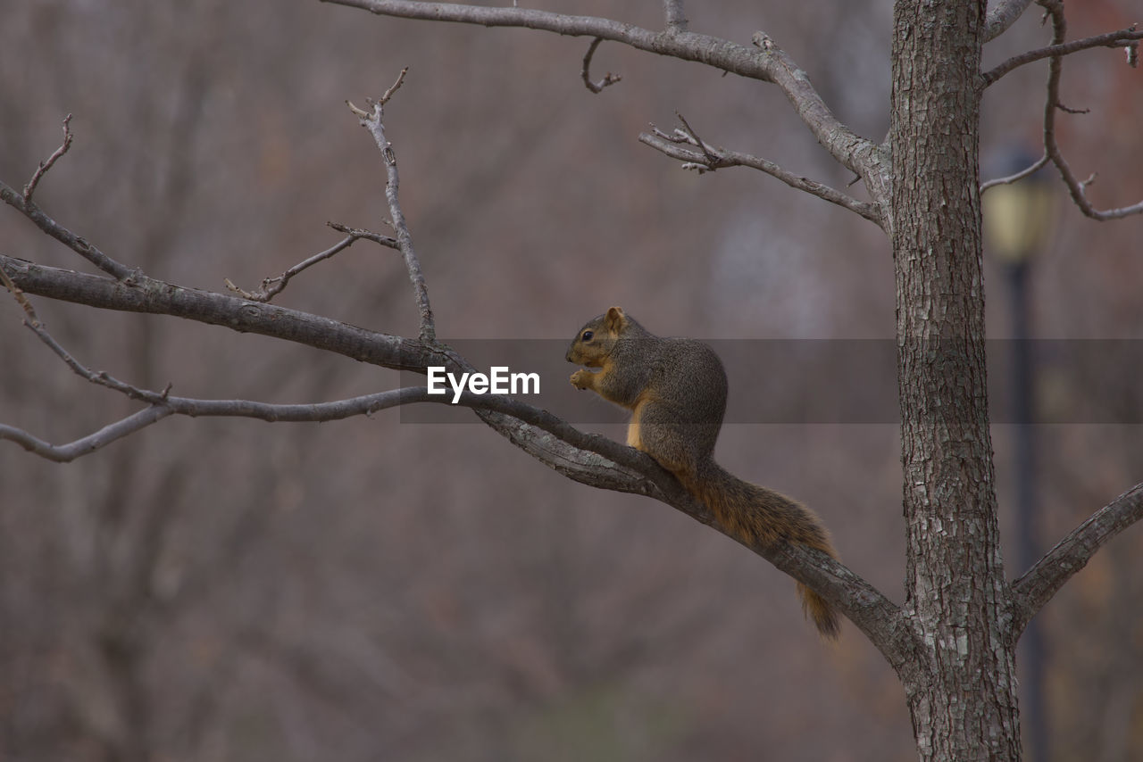 Solitary squirrel on branch eating