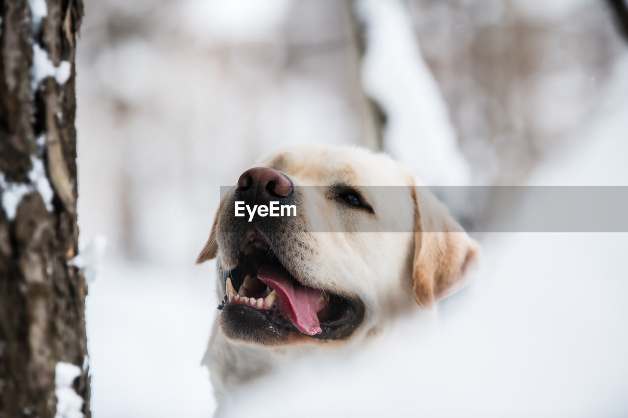 Close-up of a dog