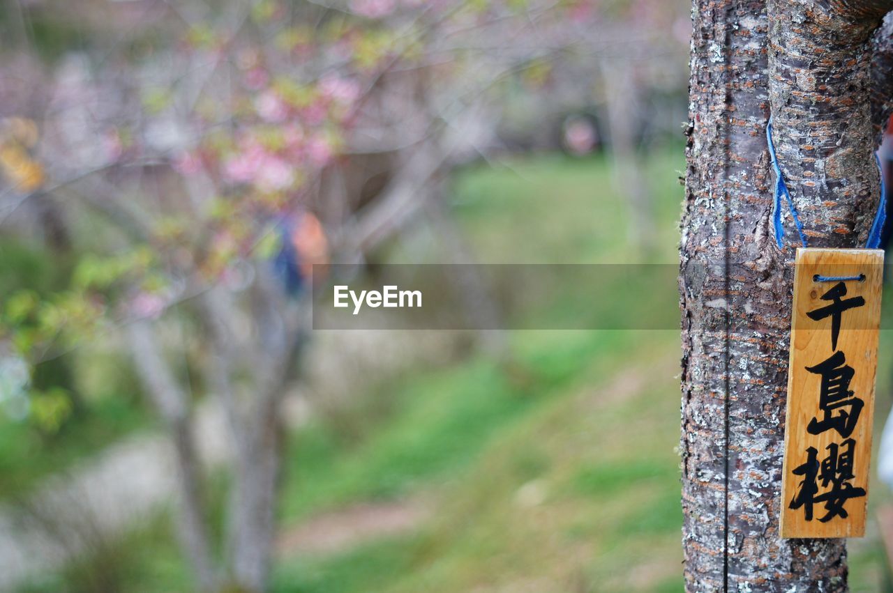 CLOSE-UP OF TREE