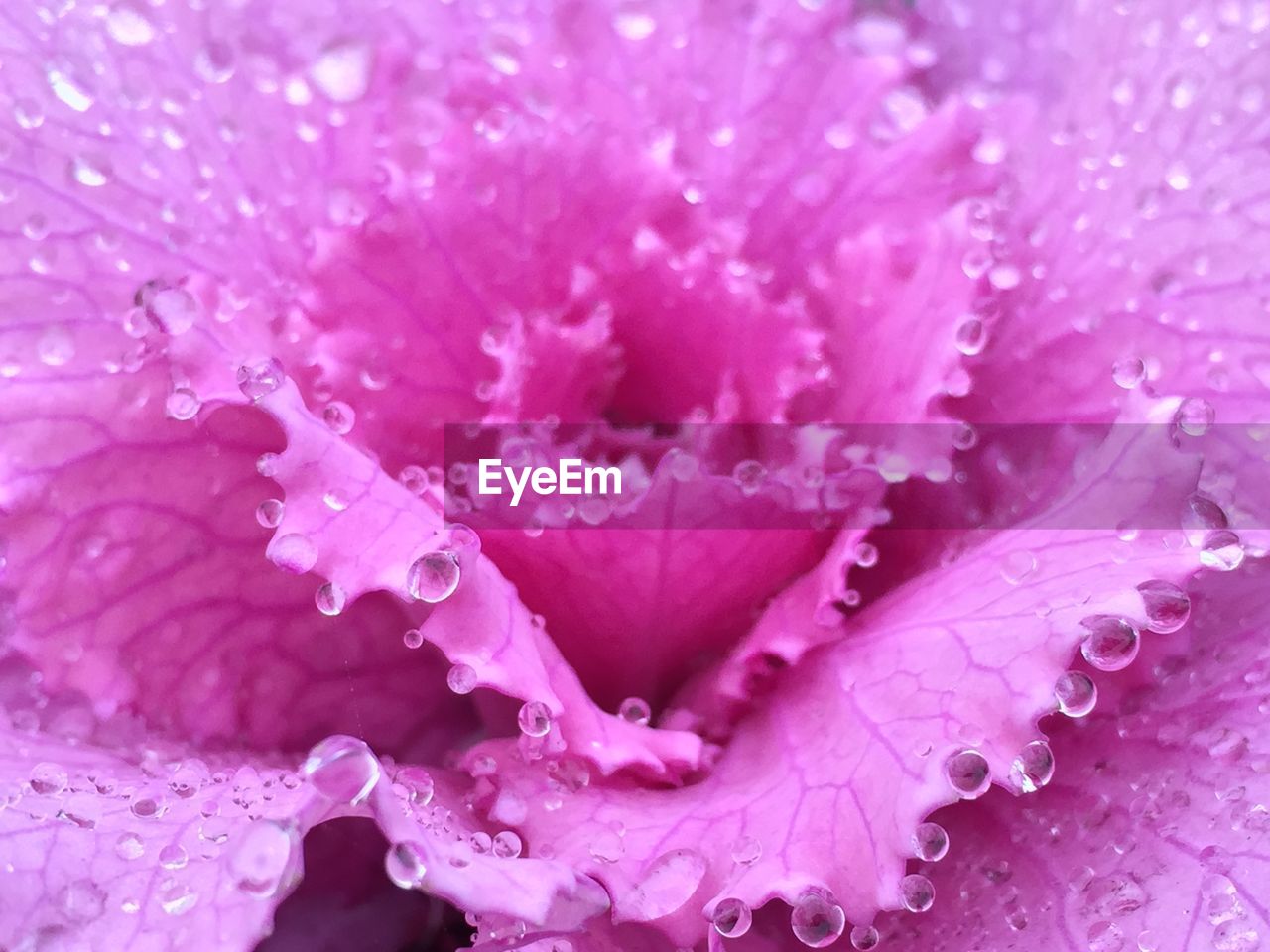 CLOSE-UP OF WATER DROPS ON PINK FLOWER