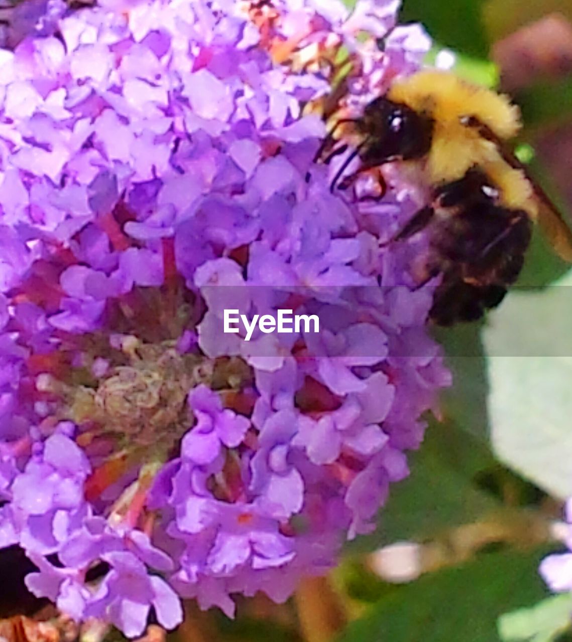 CLOSE-UP OF HONEY BEE ON PURPLE FLOWER