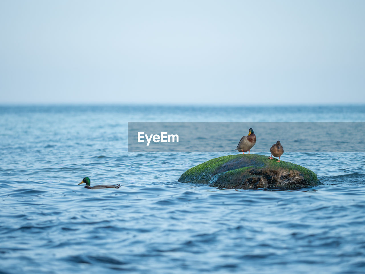 Duck pair stay on mossy boulder at stony coast of baltic sea. floating of duck