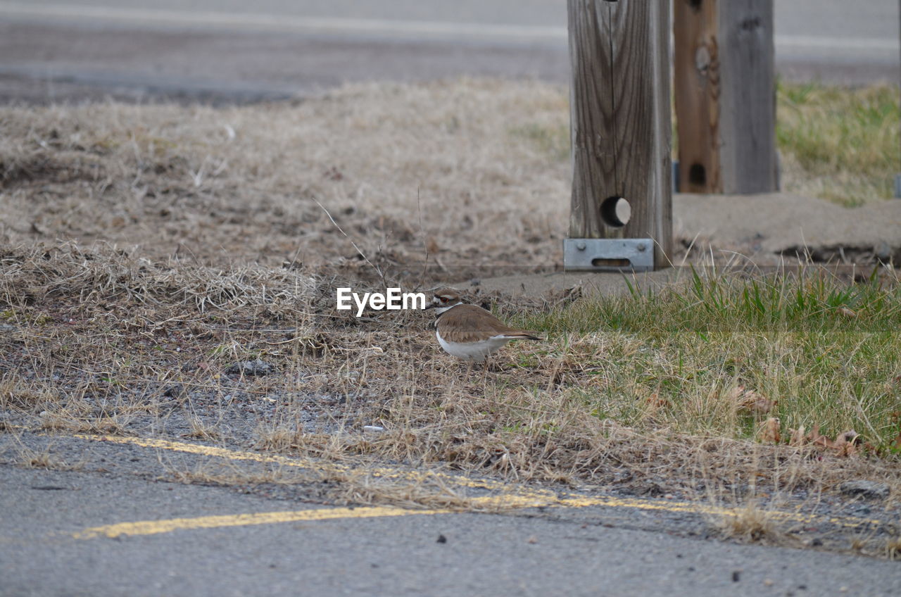 Up close to a killdeer 