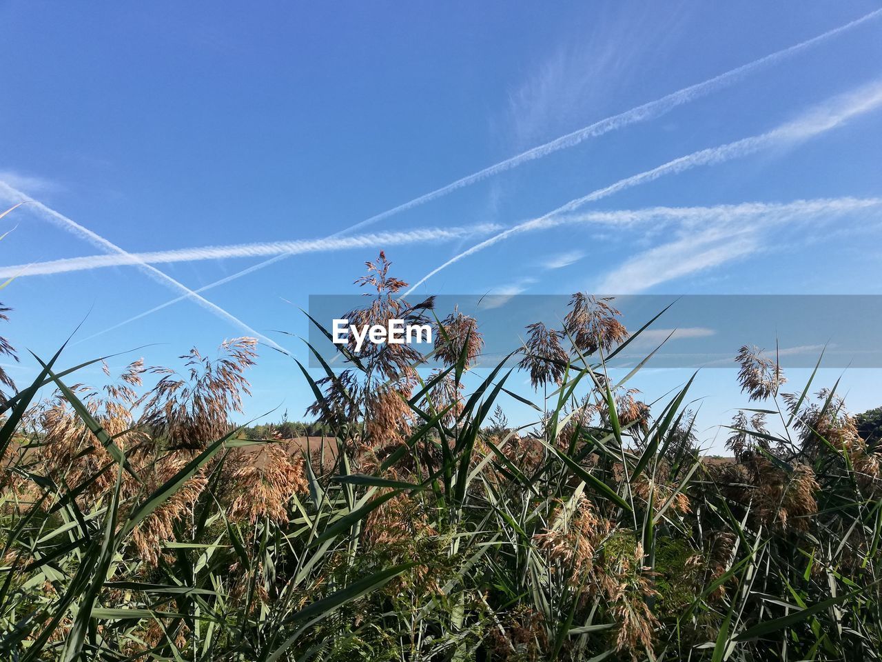 LOW ANGLE VIEW OF PLANTS AGAINST SKY