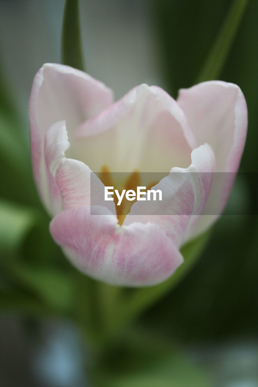 CLOSE-UP OF PINK ROSE