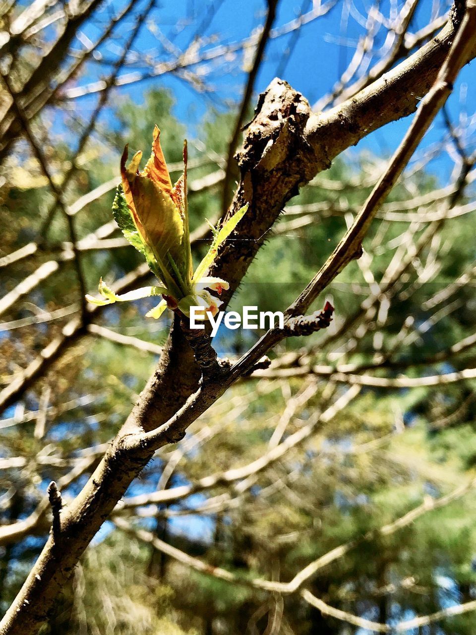 LOW ANGLE VIEW OF FLOWER BUDS ON BRANCH