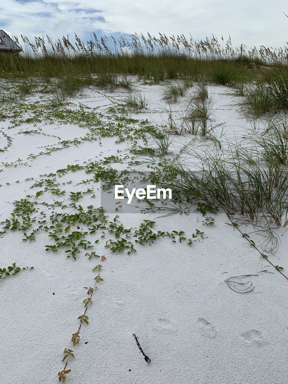 PLANTS GROWING ON LAND