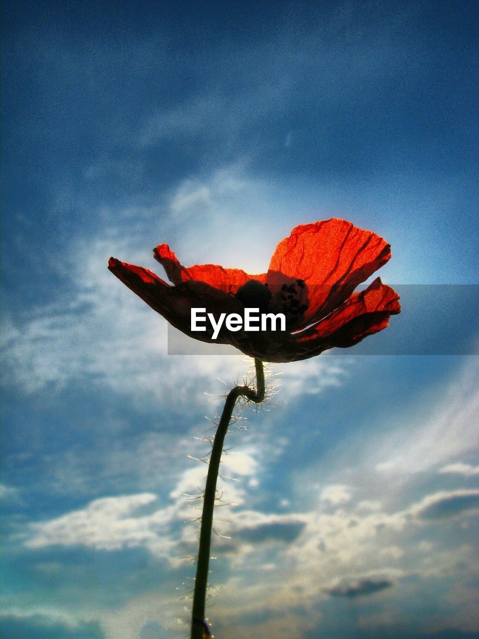 Close-up of red flower against sky