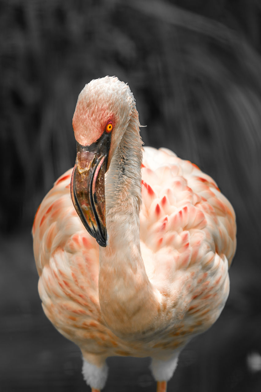 CLOSE-UP OF DUCK