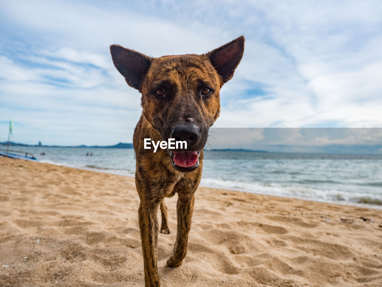 Portrait of dog on beach