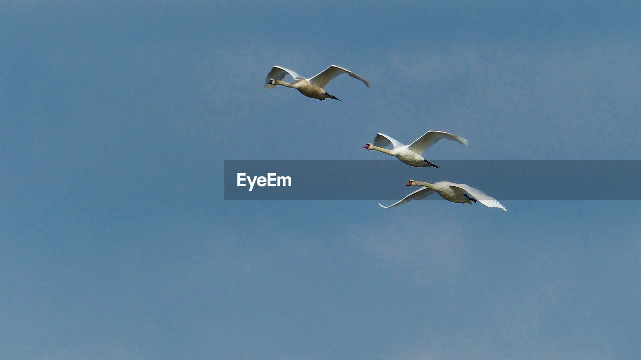 Low angle view of swans flying in the sky