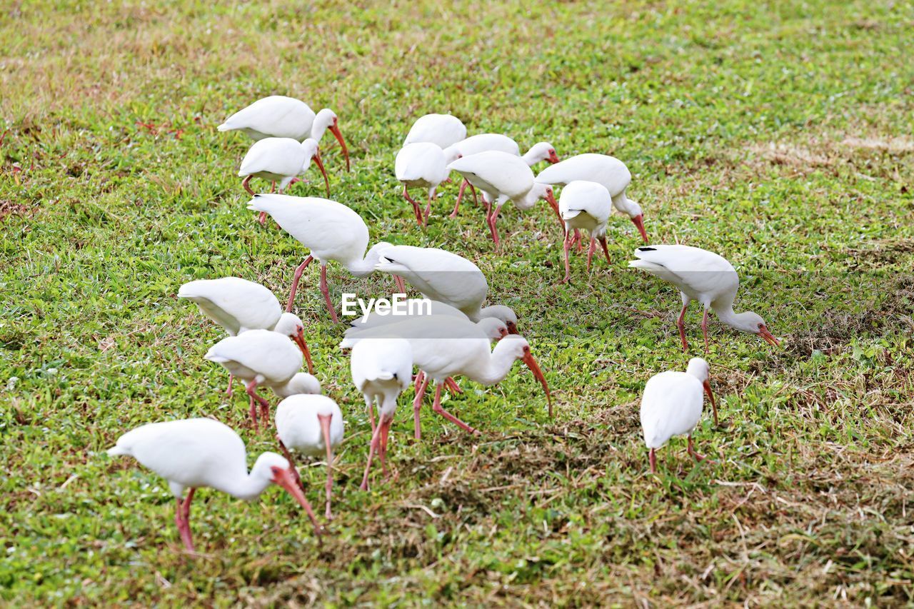 HIGH ANGLE VIEW OF WHITE BIRDS