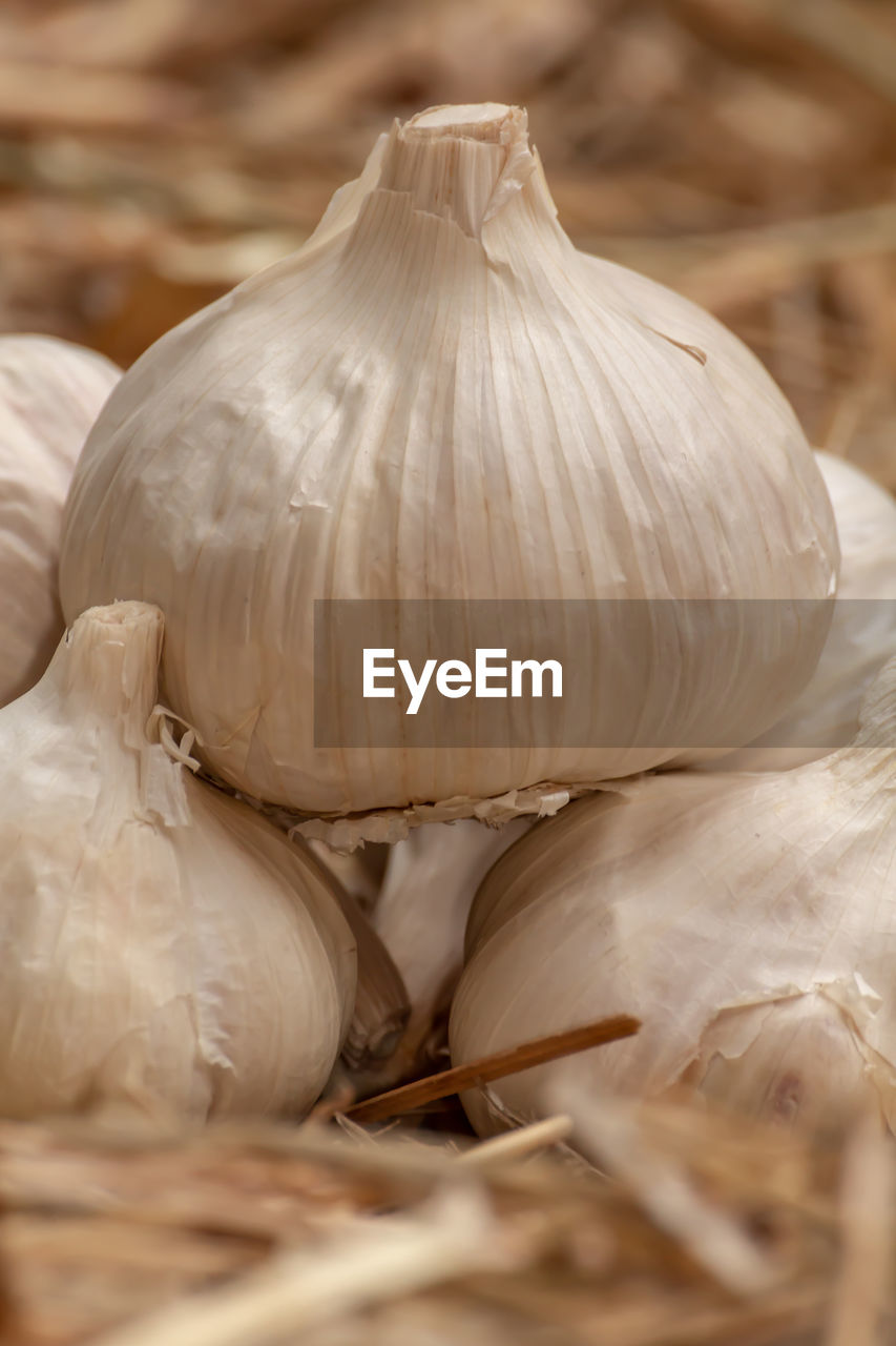 CLOSE-UP OF WHITE GARLIC