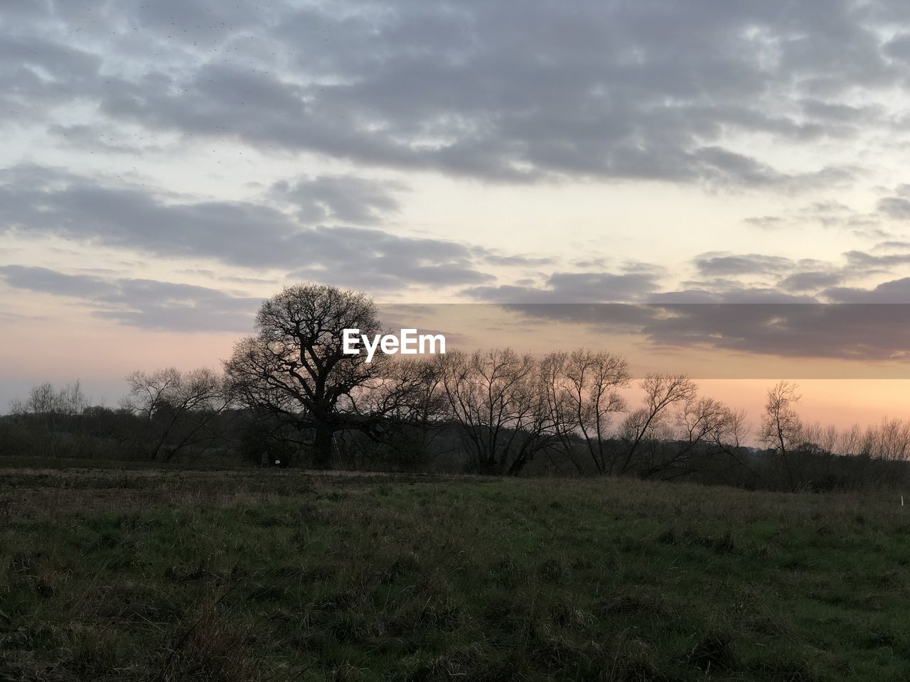BARE TREES ON FIELD DURING SUNSET