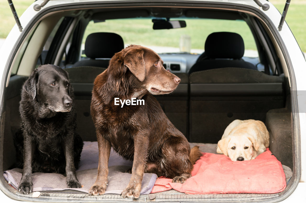 Close-up of dogs sitting in car