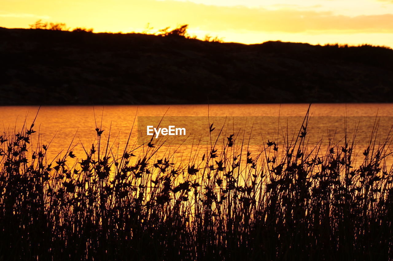 SCENIC VIEW OF FIELD AGAINST SKY DURING SUNSET