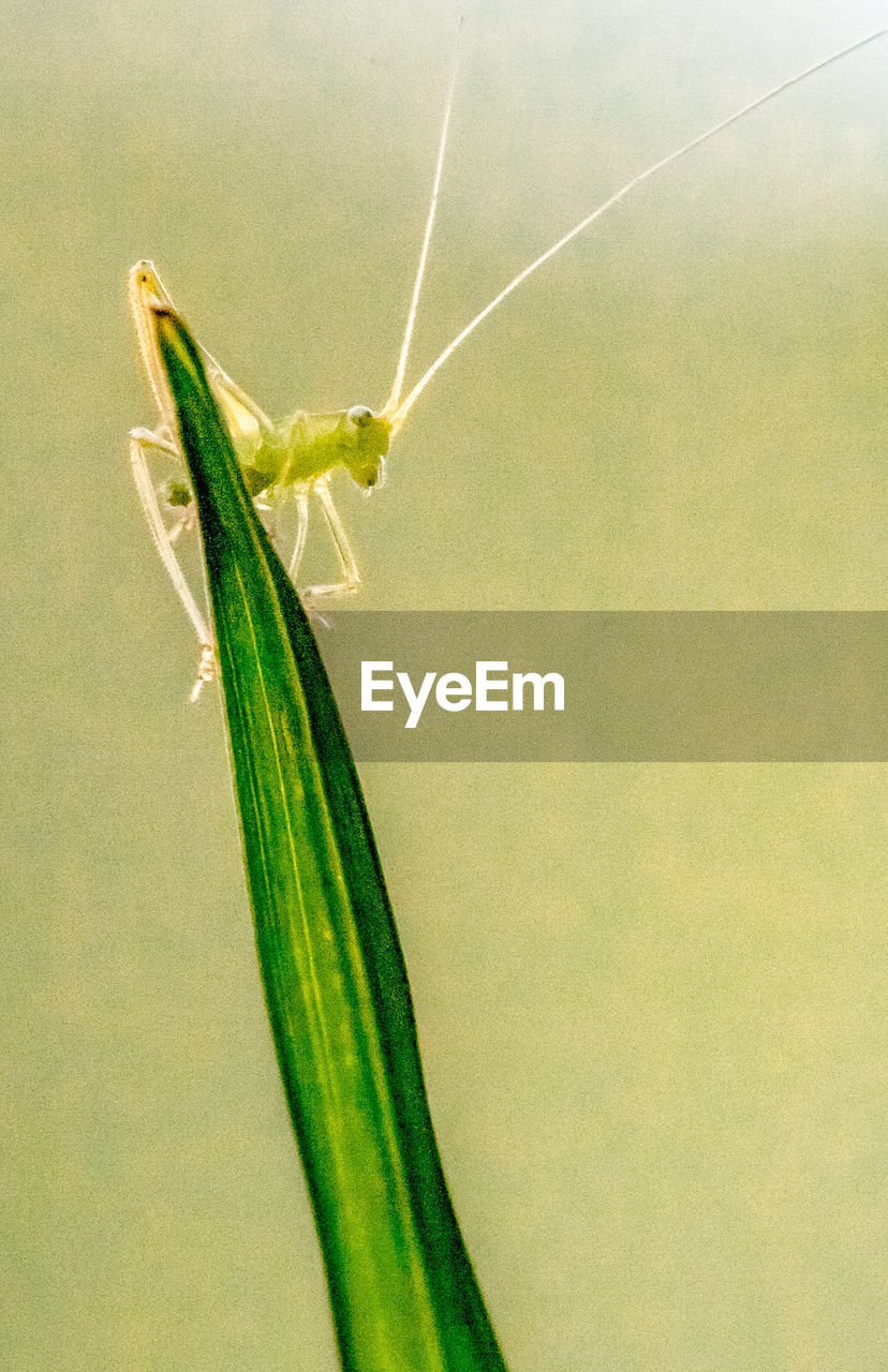 CLOSE-UP OF GRASSHOPPER ON LEAF