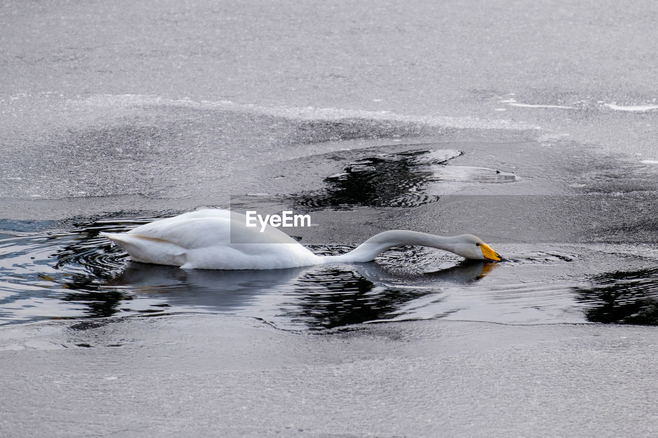 SWANS SWIMMING IN LAKE