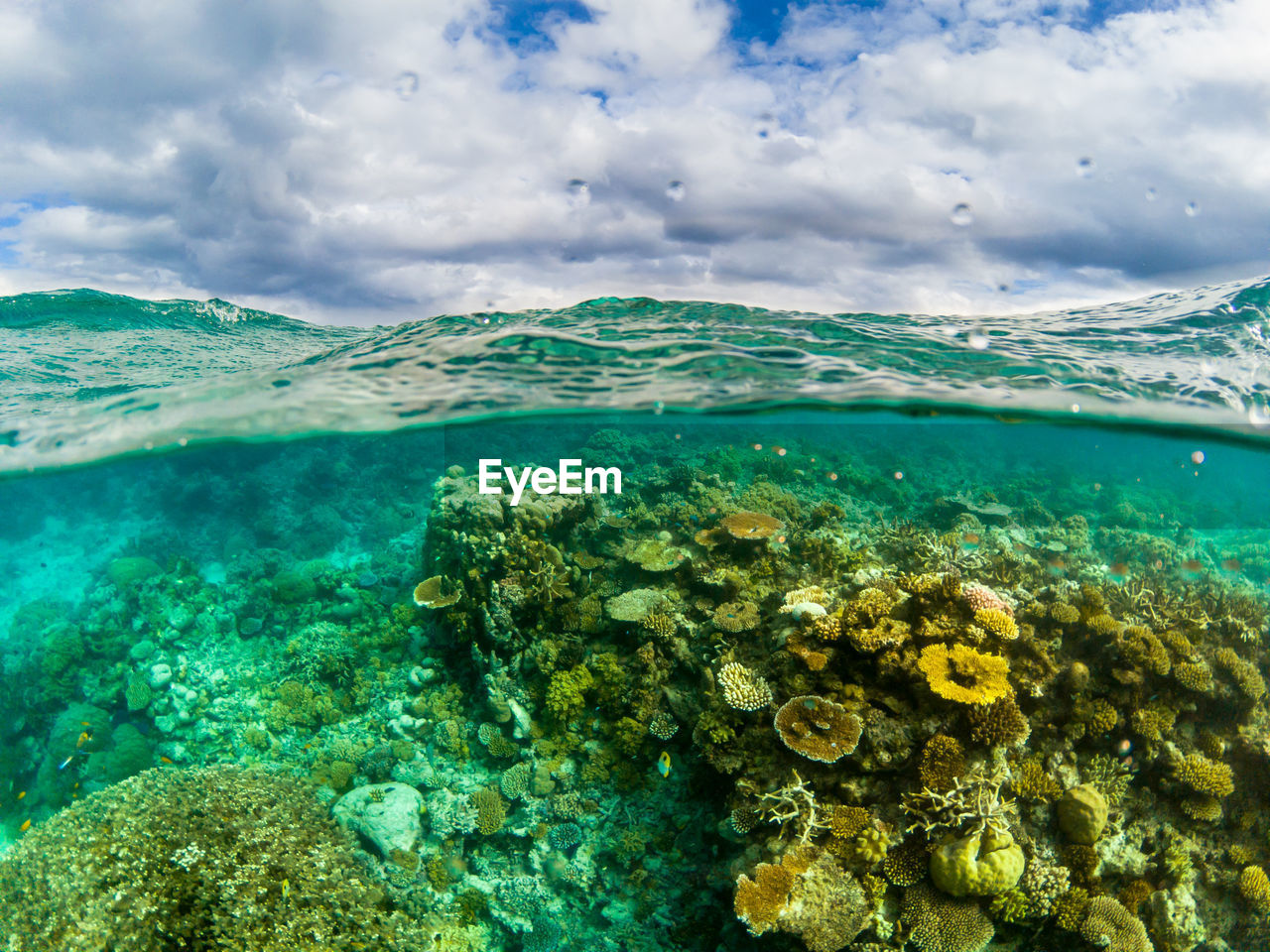 SCENIC VIEW OF SEA AND CORAL