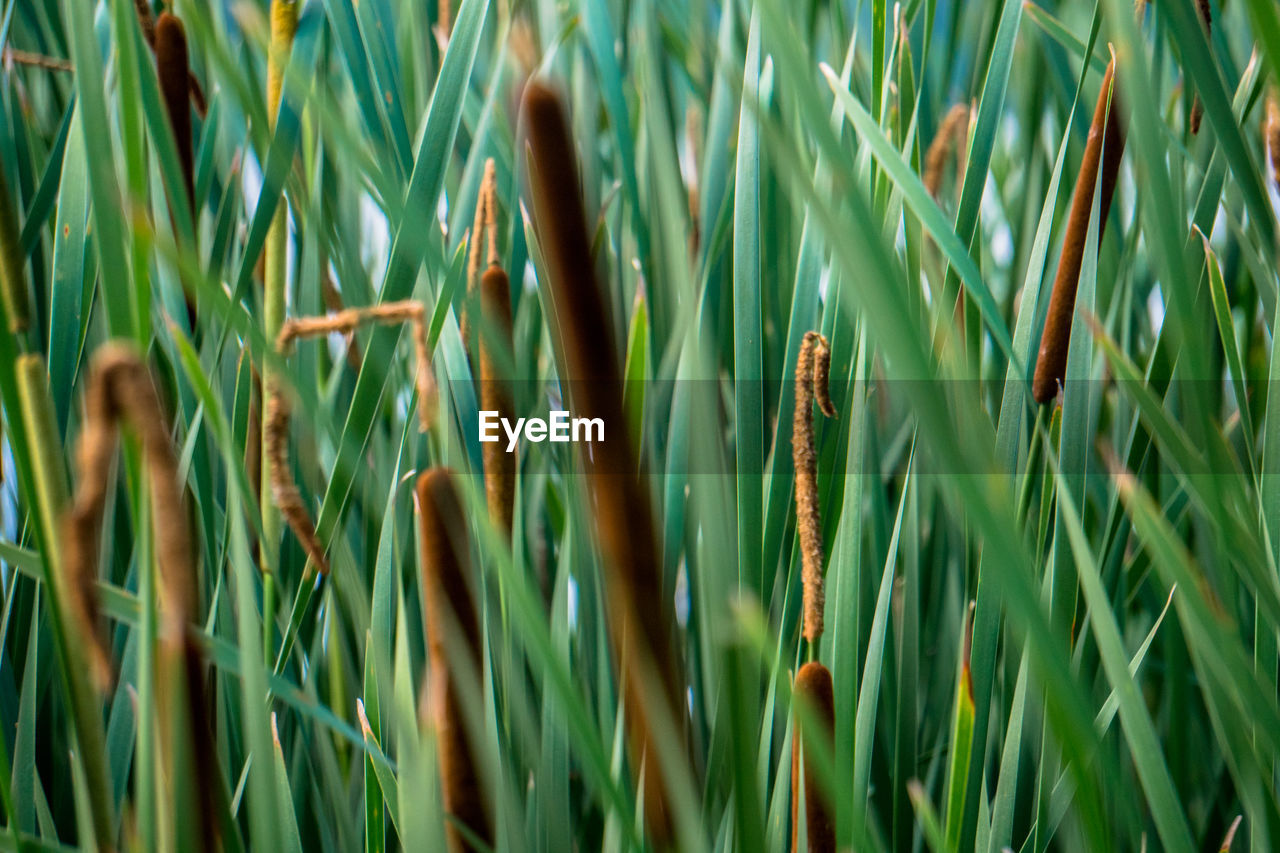 Close-up of plants on field