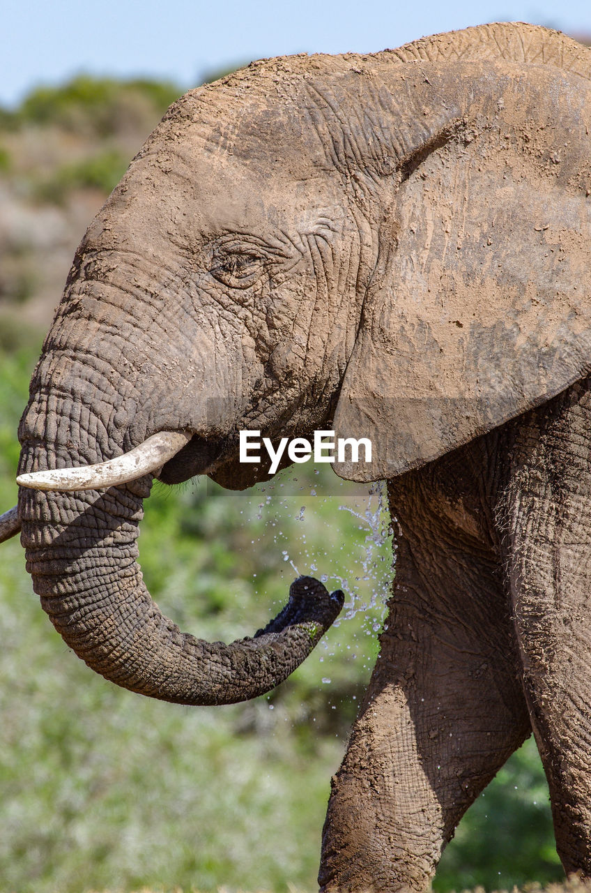 CLOSE-UP OF ELEPHANT IN A HORSE