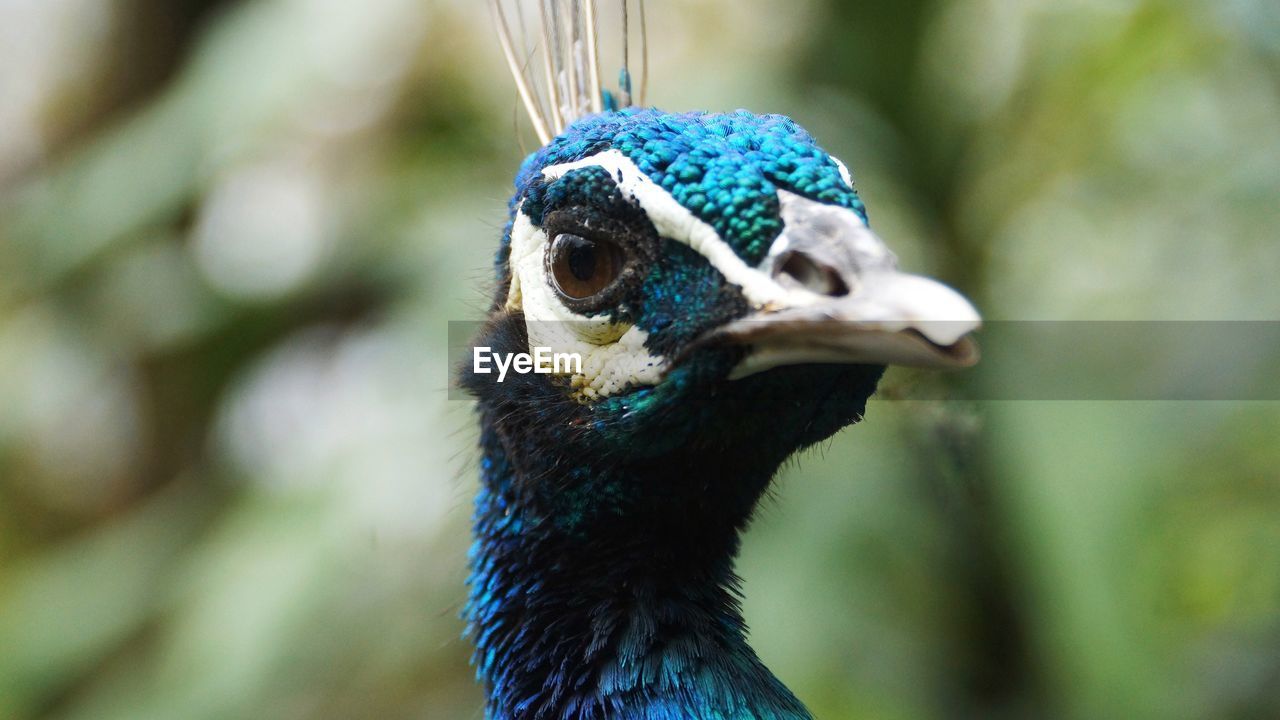 CLOSE-UP OF PEACOCK OUTDOORS