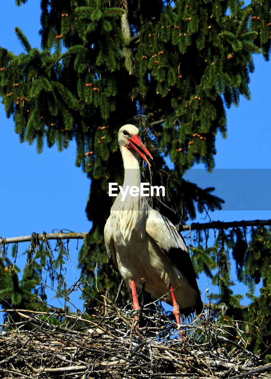 BIRD PERCHING ON TREE AGAINST CLEAR SKY
