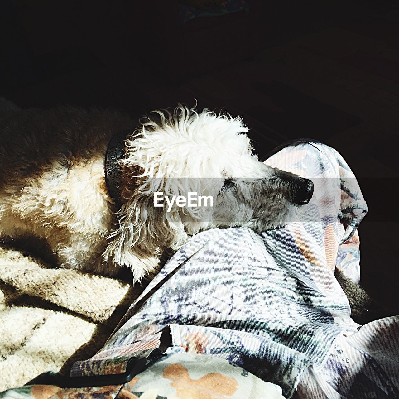 Close-up of dog sitting on floor