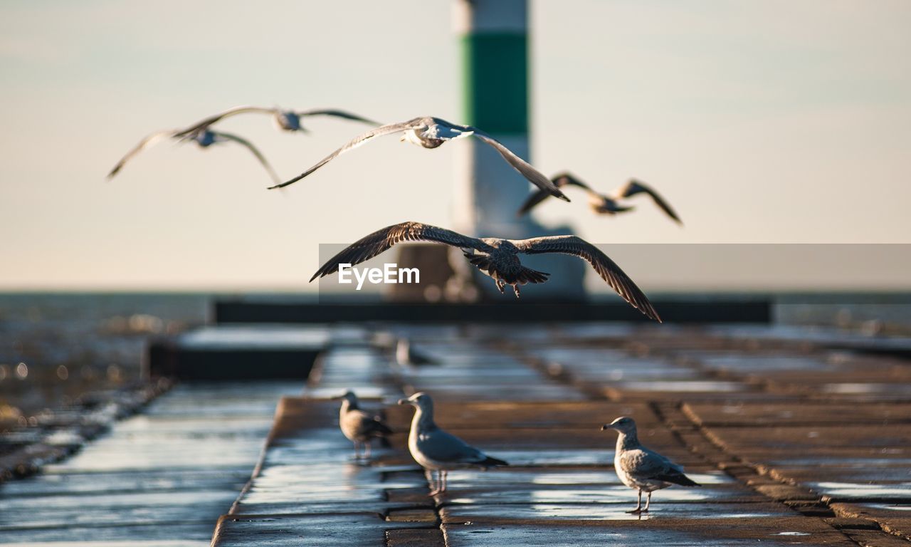 Birds flying against sea