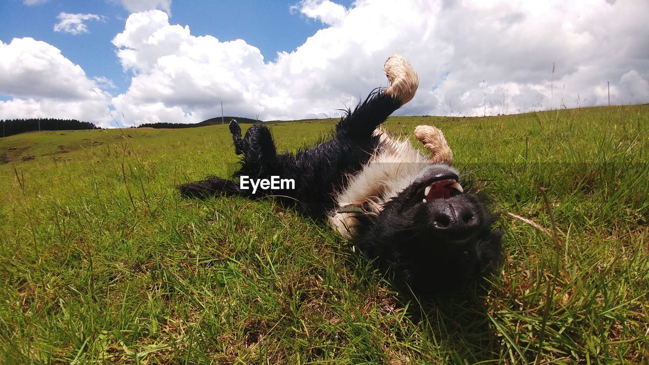 Dog on grass against sky