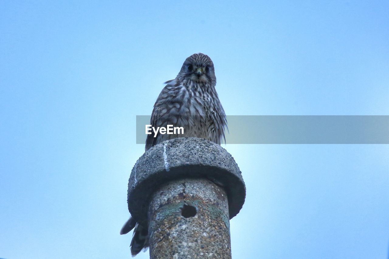 LOW ANGLE VIEW OF EAGLE PERCHING AGAINST CLEAR BLUE SKY