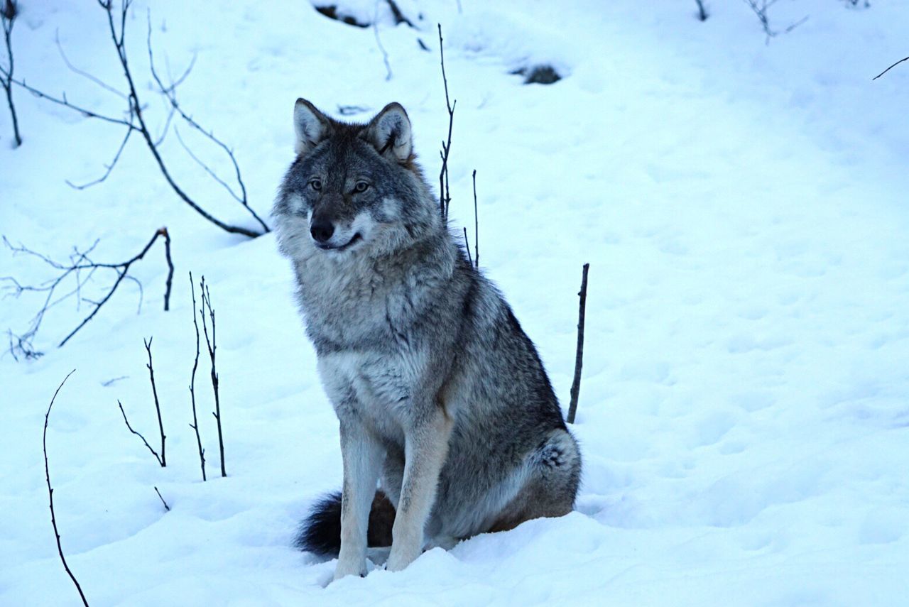 Wolf sitting on snow covered field