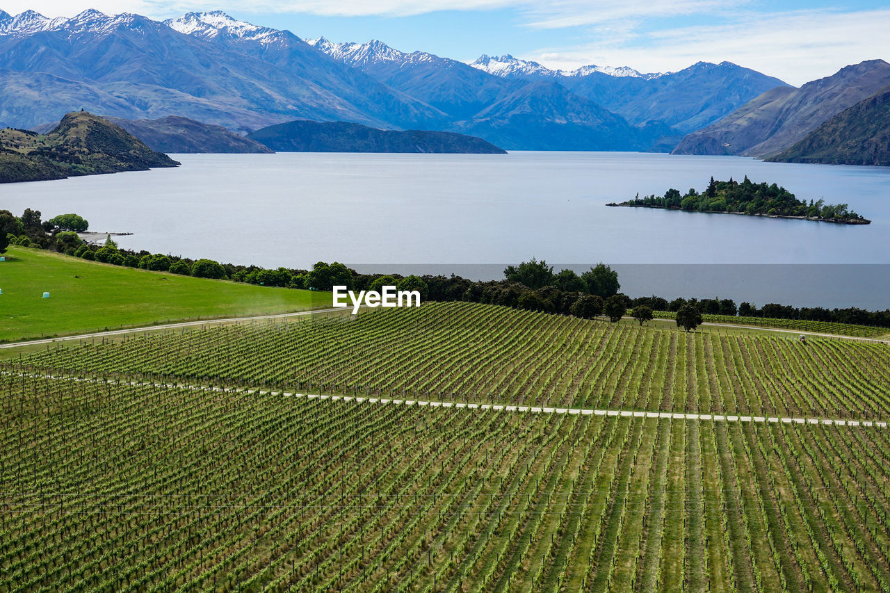 A vineyard against the magnificent lake wanaka