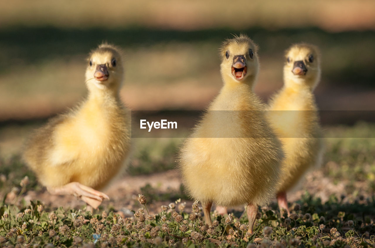 CLOSE-UP OF BIRDS IN FIELD