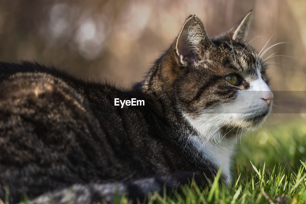 CLOSE-UP OF A CAT LOOKING AWAY ON FIELD