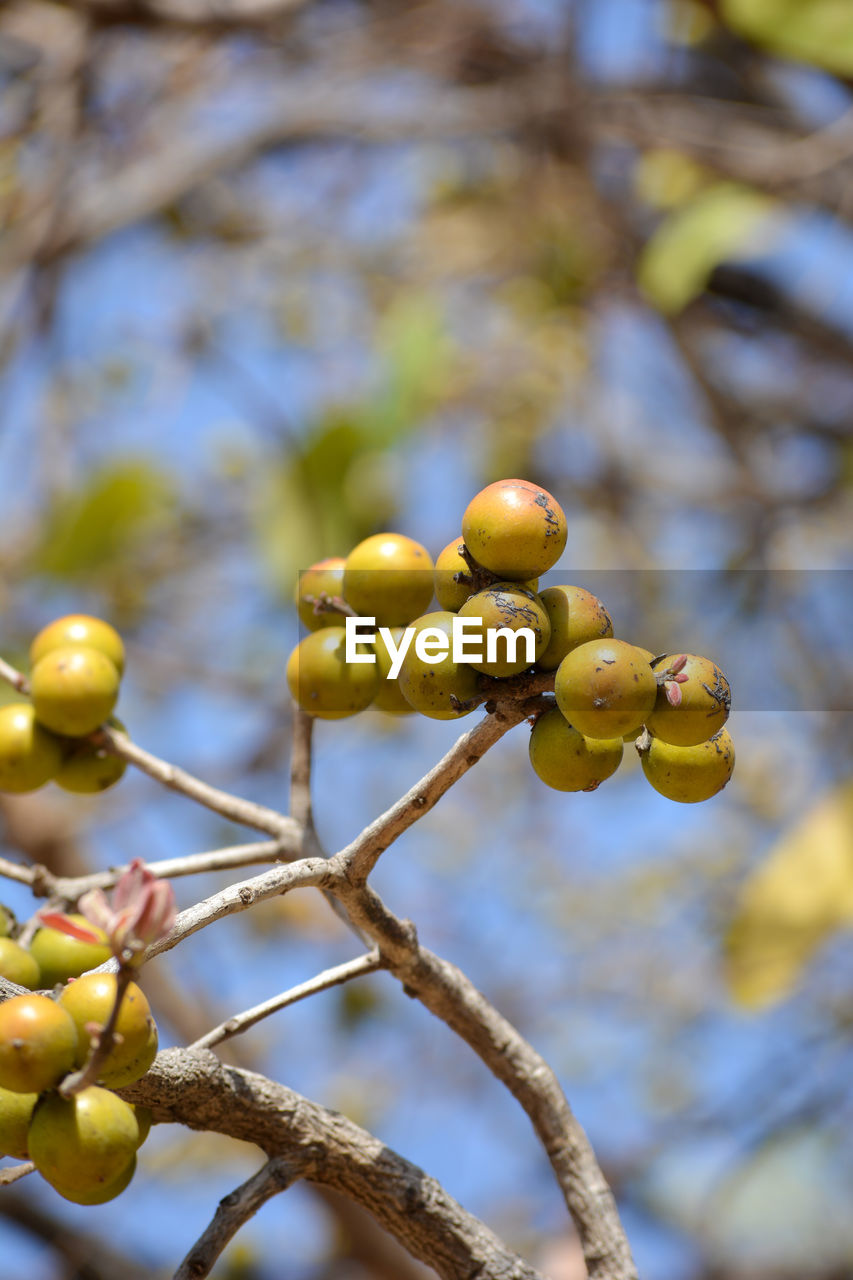 Indian ebony or tendu fruit. tendu is a seasonal fruit available mainly in summer