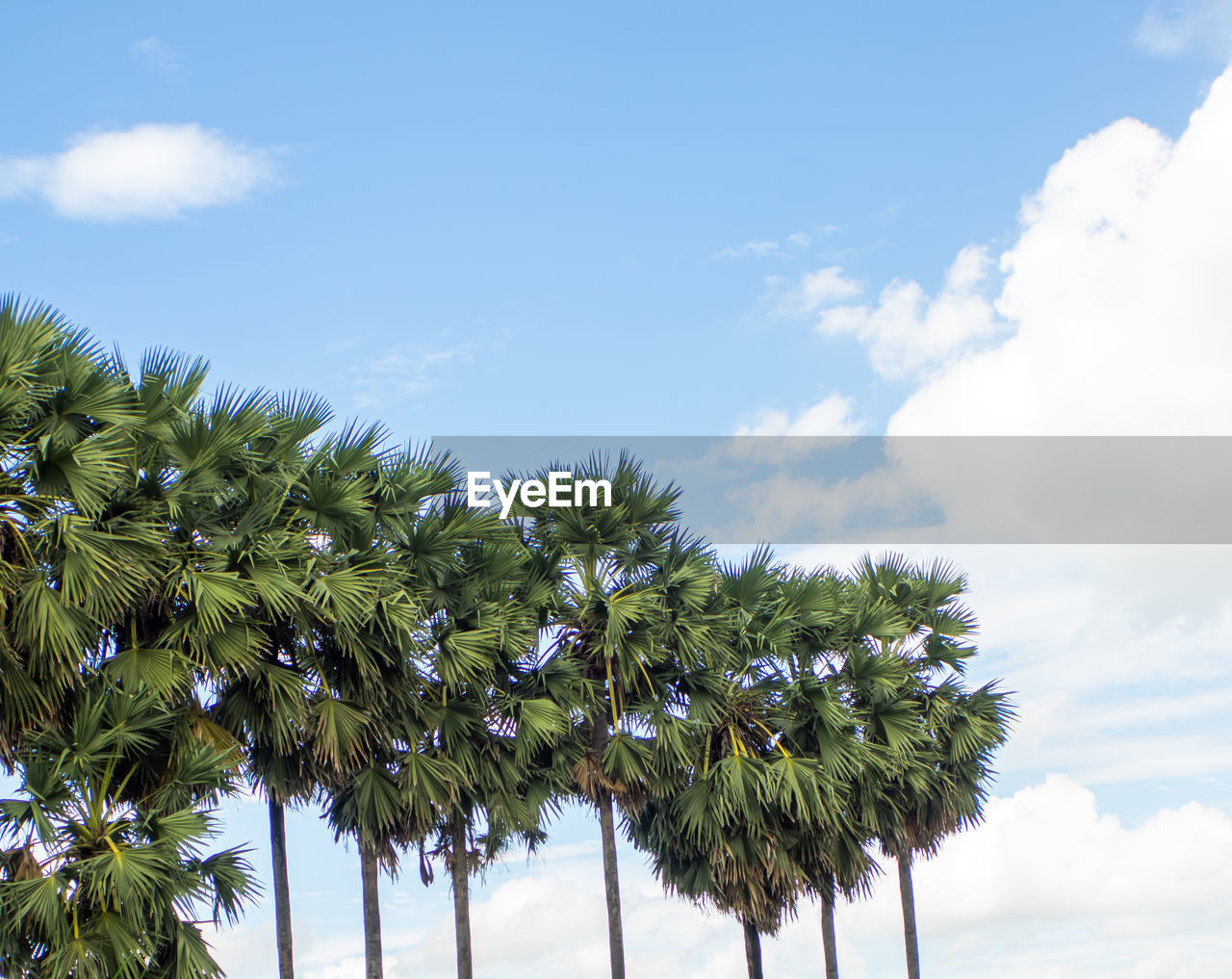 sky, tree, cloud, plant, palm tree, tropical climate, nature, beauty in nature, growth, leaf, coconut palm tree, low angle view, no people, tranquility, blue, tropical tree, land, day, outdoors, scenics - nature, flower, environment, travel, borassus flabellifer, green, sunlight, vacation, travel destinations, branch, holiday, tranquil scene, idyllic, trip, wind, plant part, palm leaf, cloudscape, water, summer, island, food and drink, grass, tourism