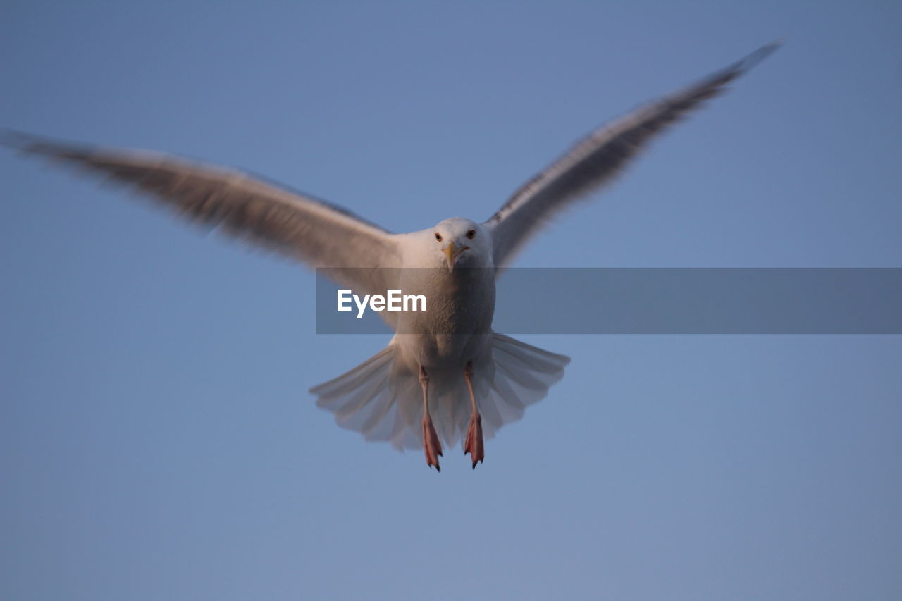 LOW ANGLE VIEW OF SEAGULL FLYING AGAINST SKY