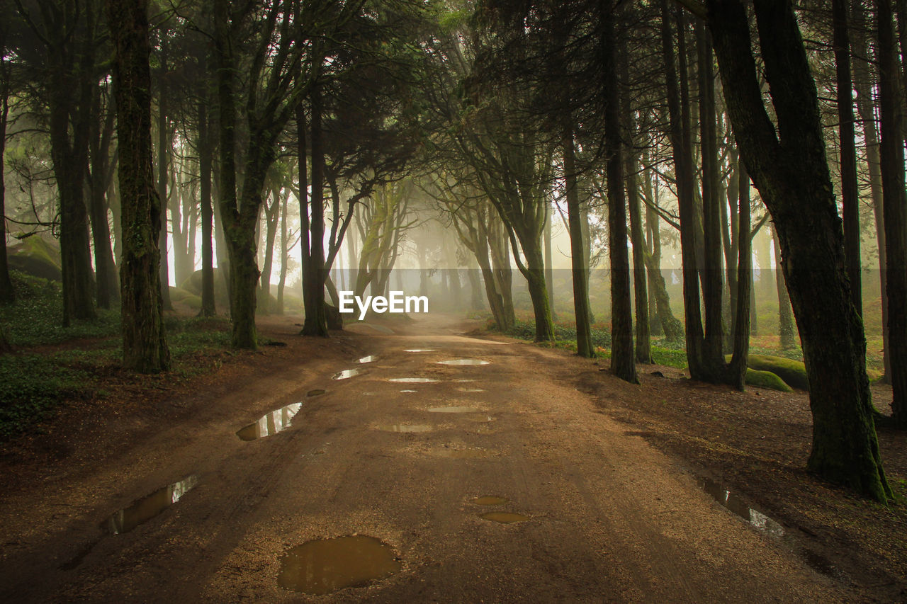 Path in a forest covered with mist. arched tree branches