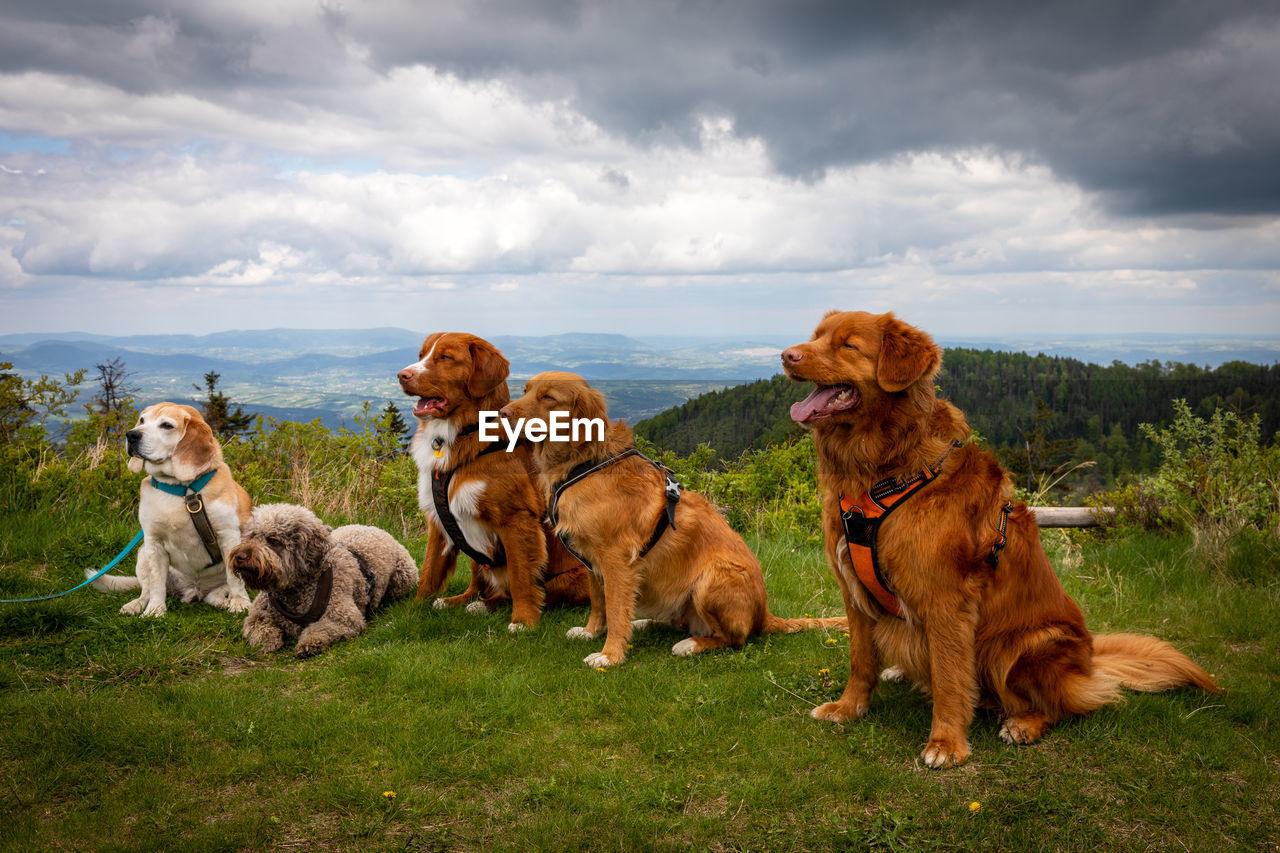 mammal, animal themes, animal, domestic animals, pet, dog, canine, cloud, sky, group of animals, grass, nature, landscape, environment, plant, land, no people, sitting, golden retriever, outdoors, field, day, retriever