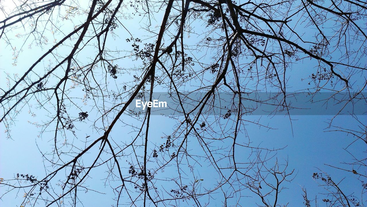 LOW ANGLE VIEW OF BRANCHES AGAINST CLEAR SKY