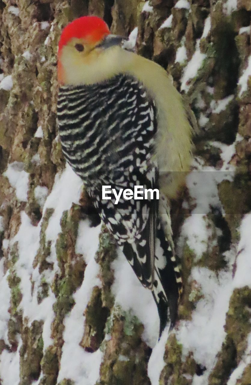 CLOSE-UP OF A BIRD