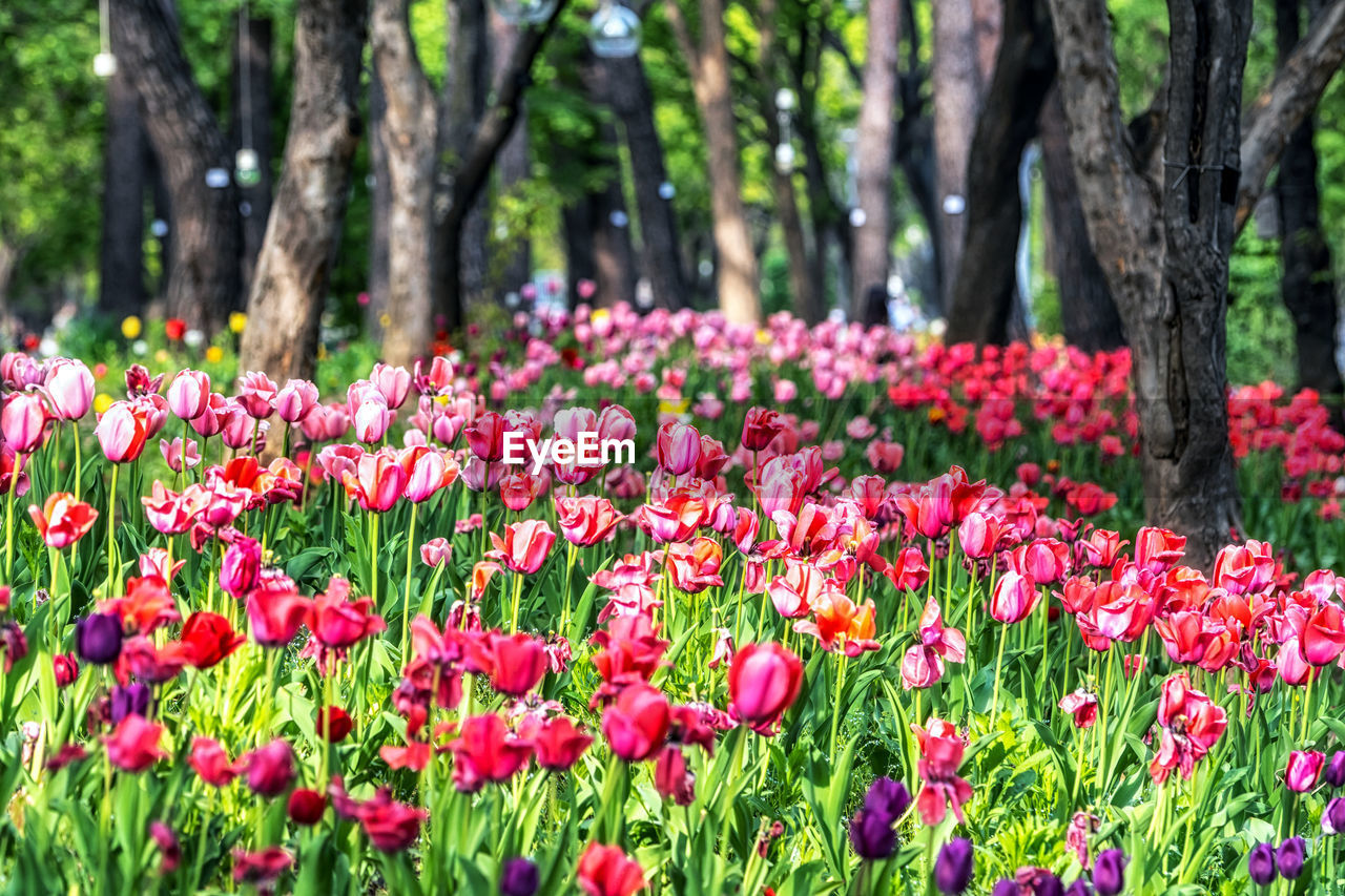 plant, flower, flowering plant, beauty in nature, freshness, tree, nature, growth, tree trunk, land, trunk, pink, red, springtime, field, fragility, no people, flowerbed, landscape, park, environment, tulip, tranquility, day, outdoors, green, multi colored, blossom, park - man made space, grass, meadow, close-up, botany, focus on foreground, garden, inflorescence, lawn, plant part, vibrant color, flower head, natural environment, forest, tranquil scene, sunlight, scenics - nature, petal, summer, abundance, woodland, leaf, non-urban scene, wildflower