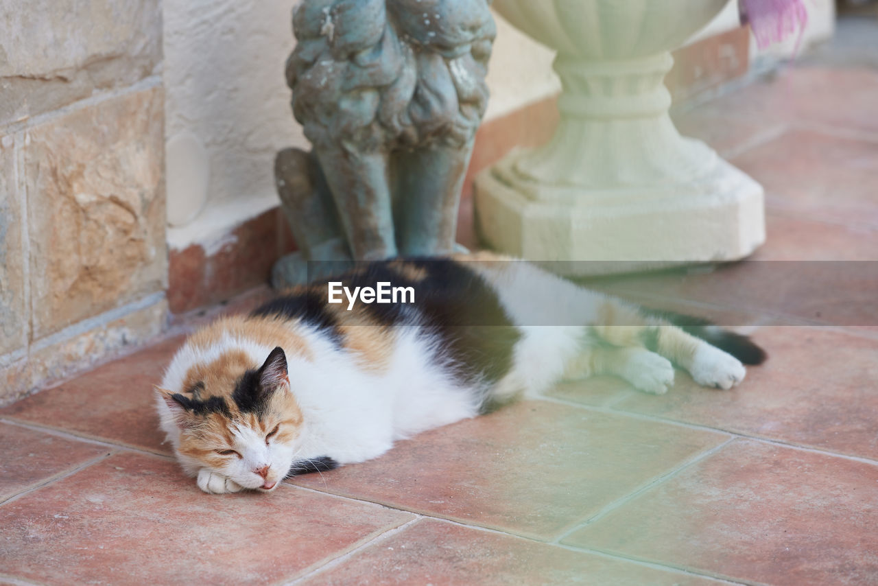 A cat with an open mouth sleeps on a tile on a hot day